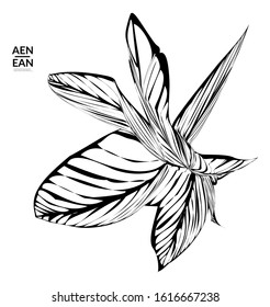Abstract striped shape. Optical art background. Black and white striped abstract tropical flower or leaf. Botanical vector illustration isolated. Floral design.