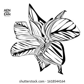 Abstract striped shape. Optical art background. Black and white striped abstract tropical flower or leaf. Botanical vector illustration isolated. Floral design.