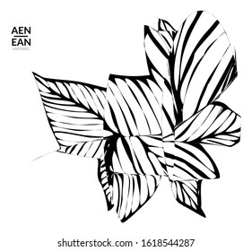 Abstract striped shape. Optical art background. Black and white striped abstract tropical flower or leaf. Botanical vector illustration isolated. Floral design.