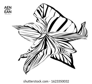 Abstract striped shape. Optical art background. Black and white striped abstract tropical flower or leaf. Botanical vector illustration isolated. Floral design.