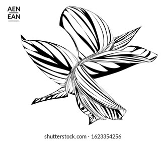Abstract striped shape. Optical art background. Black and white striped abstract tropical flower or leaf. Botanical vector illustration isolated. Floral design.