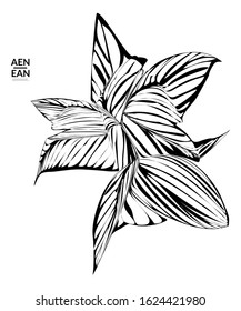 Abstract striped shape. Optical art background. Black and white striped abstract tropical flower or leaf. Botanical vector illustration isolated. Floral design.
