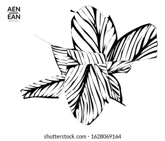 Abstract striped shape. Optical art background. Black and white striped abstract tropical flower or leaf. Botanical vector illustration isolated. Floral design.