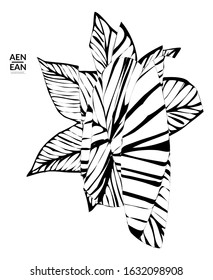 Abstract striped shape. Optical art background. Black and white striped abstract tropical flower or leaf. Botanical vector illustration isolated. Floral design.