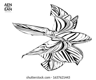 Abstract striped shape. Optical art background. Black and white striped abstract tropical flower or leaf. Botanical vector illustration isolated. Floral design.