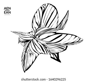 Abstract striped shape. Optical art background. Black and white striped abstract tropical flower or leaf. Botanical vector illustration isolated. Floral design.