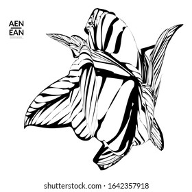 Abstract striped shape. Optical art background. Black and white striped abstract tropical flower or leaf. Botanical vector illustration isolated. Floral design.