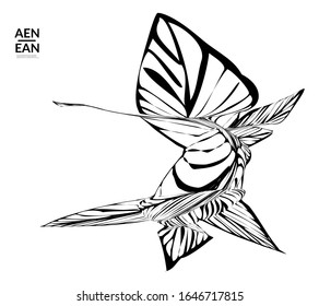 Abstract striped shape. Optical art background. Black and white striped abstract tropical flower or leaf. Botanical vector illustration isolated. Floral design.