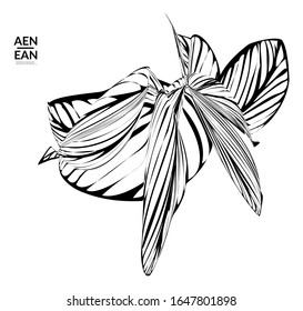 Abstract striped shape. Optical art background. Black and white striped abstract tropical flower or leaf. Botanical vector illustration isolated. Floral design.