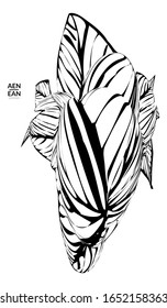 Forma abstracta con rayas. Fondo de arte óptico. Flor o hoja tropical abstracta rayada en blanco y negro. Ilustración vectorial botánica aislada. Diseño floral.