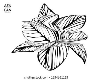 Abstract striped shape. Optical art background. Black and white striped abstract tropical flower or leaf. Botanical vector illustration isolated. Floral design.