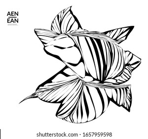 Abstract striped shape. Optical art background. Black and white striped abstract tropical flower or leaf. Botanical vector illustration isolated. Floral design.