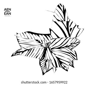 Abstract striped shape. Optical art background. Black and white striped abstract tropical flower or leaf. Botanical vector illustration isolated. Floral design.