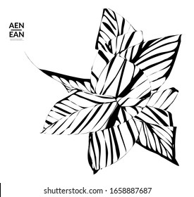 Abstract striped shape. Optical art background. Black and white striped abstract tropical flower or leaf. Botanical vector illustration isolated. Floral design.