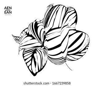 Abstract striped shape. Optical art background. Black and white striped abstract tropical flower or leaf. Botanical vector illustration isolated. Floral design.