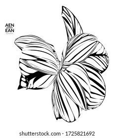 Abstract striped shape. Optical art background. Black and white striped abstract tropical flower or leaf. Botanical vector illustration isolated. Floral design.
