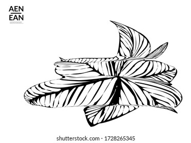 Abstract striped shape. Optical art background. Black and white striped abstract tropical flower or leaf. Botanical vector illustration isolated. Floral design.