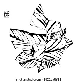 Forma abstracta de rayas. Fondo de arte óptico. Flor o hoja tropical abstracta rayada en blanco y negro. Ilustración vectorial botánica aislada. Diseño floral.