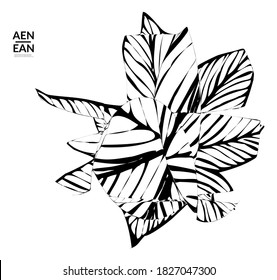 Abstract striped shape. Optical art background. Black and white striped abstract tropical flower or leaf. Botanical vector illustration isolated. Floral design.