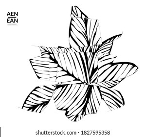 Abstract striped shape. Optical art background. Black and white striped abstract tropical flower or leaf. Botanical vector illustration isolated. Floral design.
