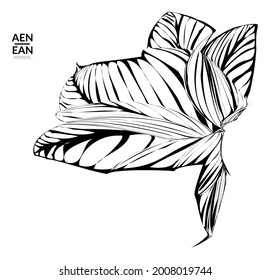 Abstract striped shape. Optical art background. Black and white striped abstract tropical flower or leaf. Botanical vector illustration isolated. Floral design.