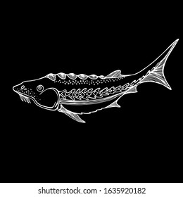 Abstract sturgeon or beluga fish in black and white. isolated illustration, in side view, fishing. Fish restaurant abstract sign. Wild life. Manual graphics. for textile, wallpaper.