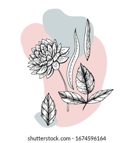 Abstract stylized botanical sketches. Vector illustration. Manual graphics.