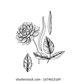Dibujos botánicos estilizados abstractos. Ilustración vectorial. Gráficos manuales.