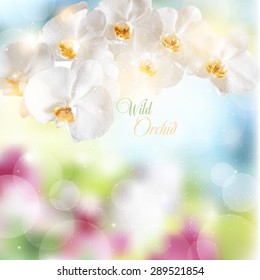 Abstract summer background with flowers of white orchids.