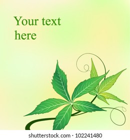 Abstract summer background with green grape leaves. Space for your text