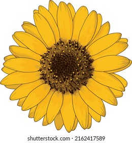 Abstract of sunflower on white background.