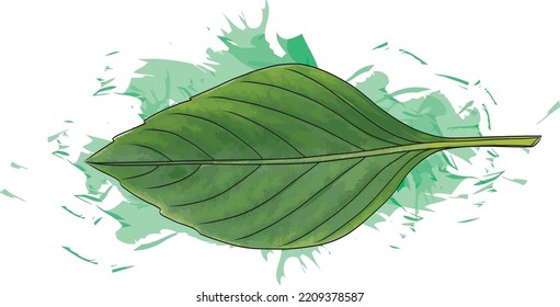 Abstract Sweet Basil leaves with color spread on white background. (Scientific name Ocimum basilicum Linn)
