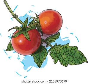 Abstract tomato and leaf on white background with color spread background. (Scientific name Lycopersicon esculentum Mill.)