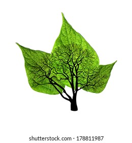 abstract tree with three leaves. Vector