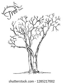 abstract tree.Hand drawn tree isolated on white background. Sketch, vector illustration.