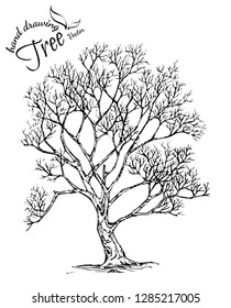abstract tree.Hand drawn tree isolated on white background. Sketch, vector illustration.