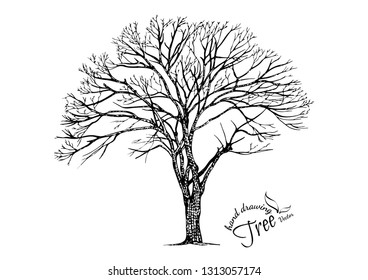 abstract tree.Hand drawn tree isolated on white background. Sketch, vector illustration.