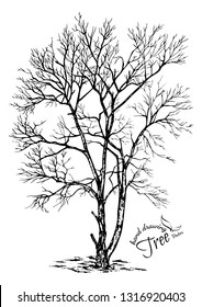 abstract tree.Hand drawn tree isolated on white background. Sketch, vector illustration.