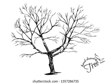 abstract tree.Hand drawn tree isolated on white background. Sketch, vector illustration.