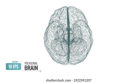 Abstract triangular polygonal 3D wireframe and connection vertex dot of human brain top view vector illustration isolated on white background
