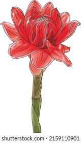 Abstract of Tropical flower of Pink torch ginger. (Scientific name Etlingera elatior (Jack) R.M. Sm.)