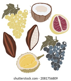 Abstract tropical fruit set, boho tropical elements isolated vector illustration, summer fruits art