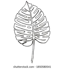 abstract tropical leaf isolated on white. Floral sketch. Social media story floral element