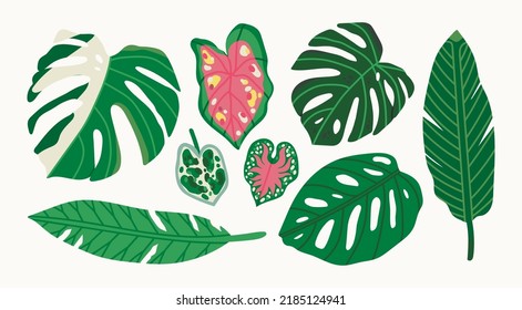 Abstract Tropical leaves. Beautiful exotic foliage. Hand drawn modern Vector illustration. Cartoon style, flat design. All elements are isolated