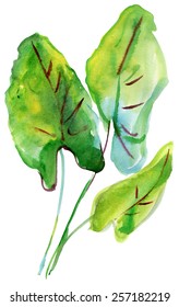 abstract tropical leaves, jungle plants, watercolor illustration isolated on white background. vector.