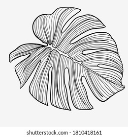 Abstract tropical monstera leaf. Vector Illustration EPS10

