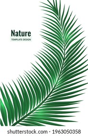 Abstract tropical style. Palm branch on a white background. Vector illustration for your design