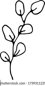 An abstract twig with leaves. A hand drawn vector illustration in doodling style. A beautiful sprig of eucalyptus. Black outlines isolated on a white background.