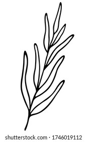 An abstract twig with long leaves. A hand drawn vector illustration in doodling style. Isolated on white background.