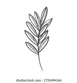 Abstract twig of a plant with leaves and texture in Doodle style. You can use it to design menus and recipes. Botanical illustration hand drawn and isolated on a white background. Black-white vector